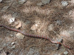 Lampropeltis knoblochi