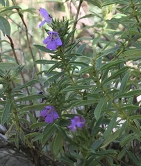 Satureja subspicata