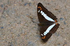 Adelpha alala