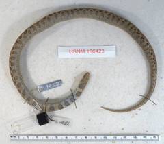 Montane Garter Snake photo 2