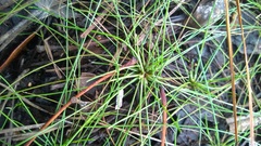 Eleocharis baldwinii
