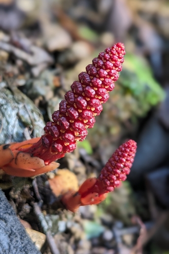 Balanophora laxiflora (Balanophora laxiflora)