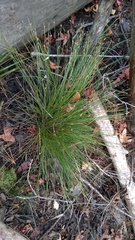 Eleocharis tuberculosa