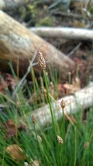 Eleocharis tuberculosa