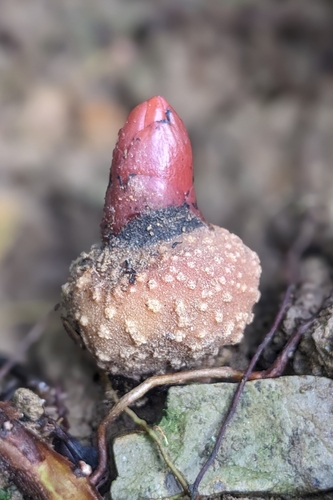 Balanophora laxiflora (Balanophora laxiflora)