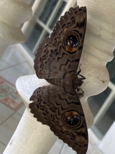 Common Owl Moth