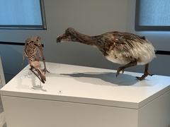 Dodo photo 2
