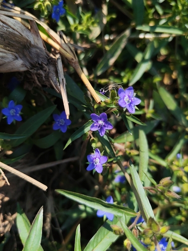 Hydrolea zeylanica