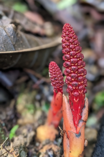 Hong Kong Balanophora (Balanophora laxiflora)