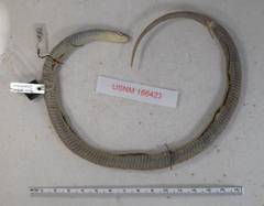 Montane Garter Snake photo 3
