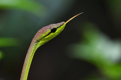 Oxybelis brevirostris