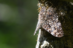 Hamadryas fornax