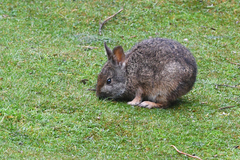 Sylvilagus andinus