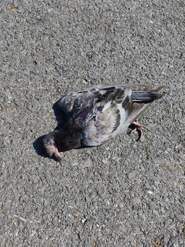 Feral Pigeon
