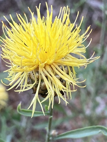 Caucasian knapweed (Centaurea orientalis)