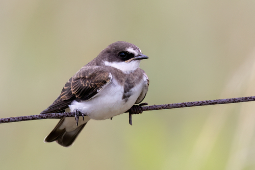 Banded Martin