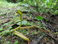 Oxybelis brevirostris