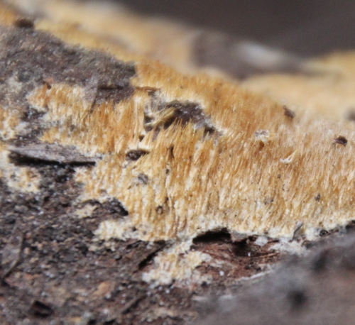 Representative image of Amylocorticiaceae