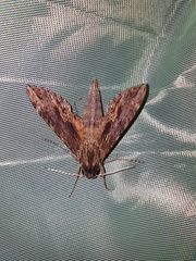 Erinnyis oenotrus
