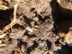 Spanagonicus albofasciatus