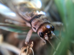 Gryllodes sigillatus