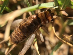Gryllodes sigillatus