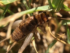 Gryllodes sigillatus