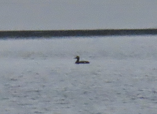 Velvet Scoter (Melanitta fusca)