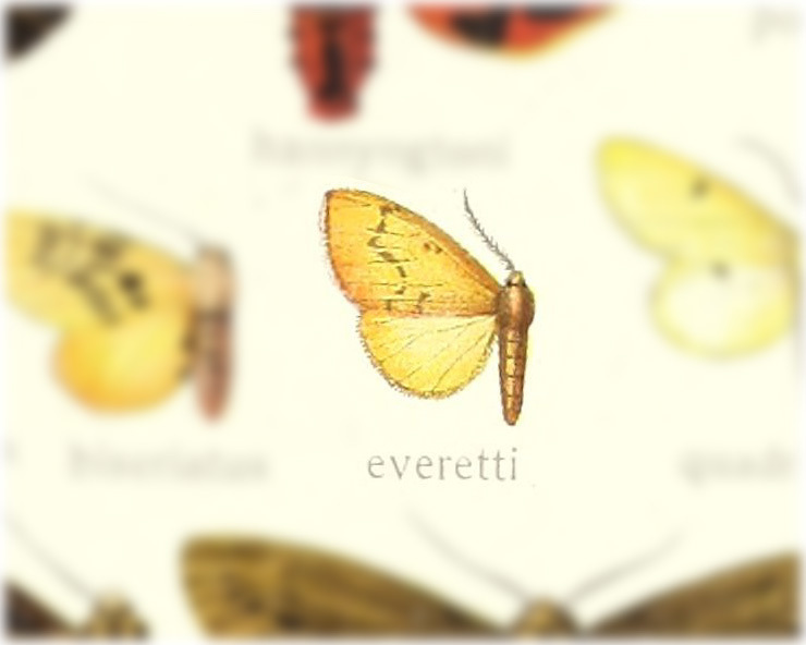 Lemyra everetti