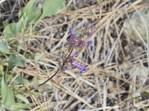 Chelan Penstemon (Penstemon pruinosus)