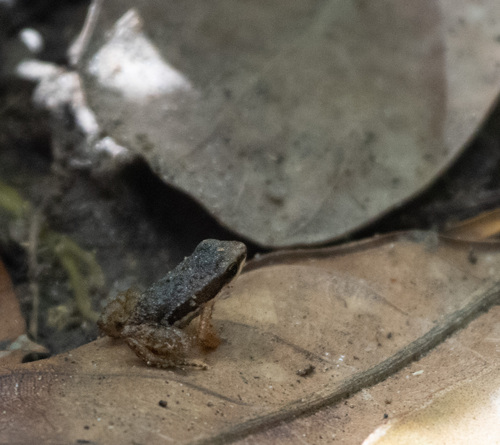Dryadobates alagoanus