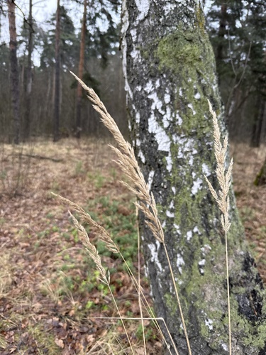 rough reedgrass (Calamagrostis arundinacea)