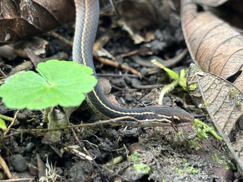 Adorned Graceful Brown Snake, Rhadinaea decorata