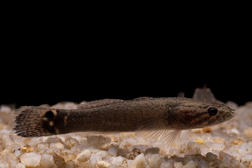 Tailspot sleeper (Oxyeleotris urophthalmus) — Eleotridae — 4