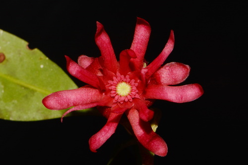 Florida anisetree (Illicium floridanum)