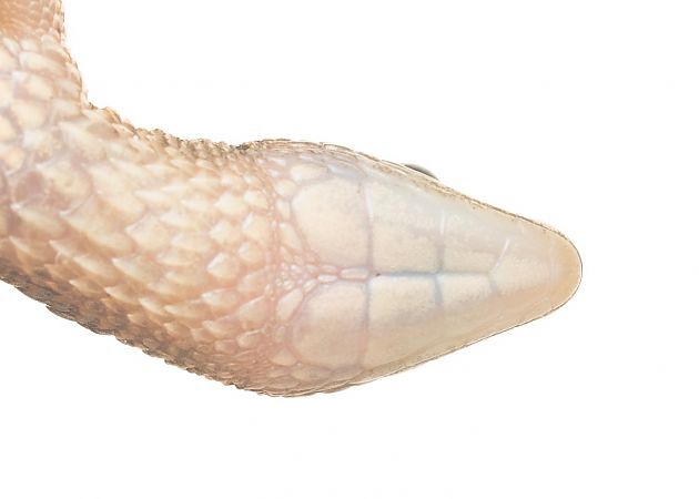 Alopoglossus angulatus (Linnaeus, 1758)