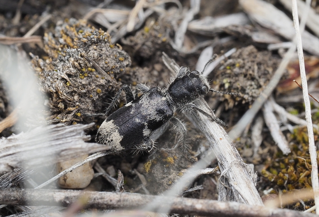 blackbellied clerid