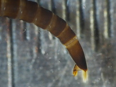 Stenelmis