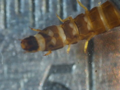 Stenelmis
