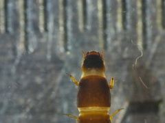 Stenelmis