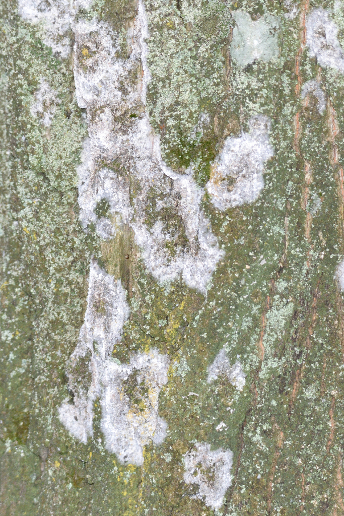 Athelia arachnoidea · December 2025 · photo: © fyodorp (iNaturalist, cc-by)