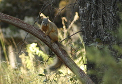 Sciurus nayaritensis