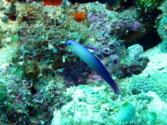 Nemateleotris decora