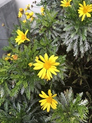 Euryops pectinatus
