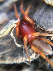 Dysdera crocata