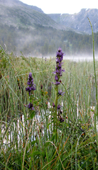 Swertia obtusa, photograph (c) Нурхайдарова Татьяна, some rights reserved (CC BY)