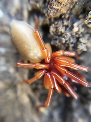 Dysdera crocata