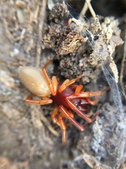 Dysdera crocata