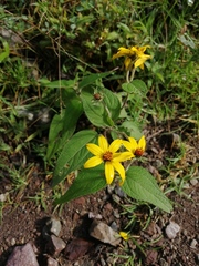 Hymenostephium quitensis