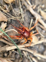 Dysdera crocata